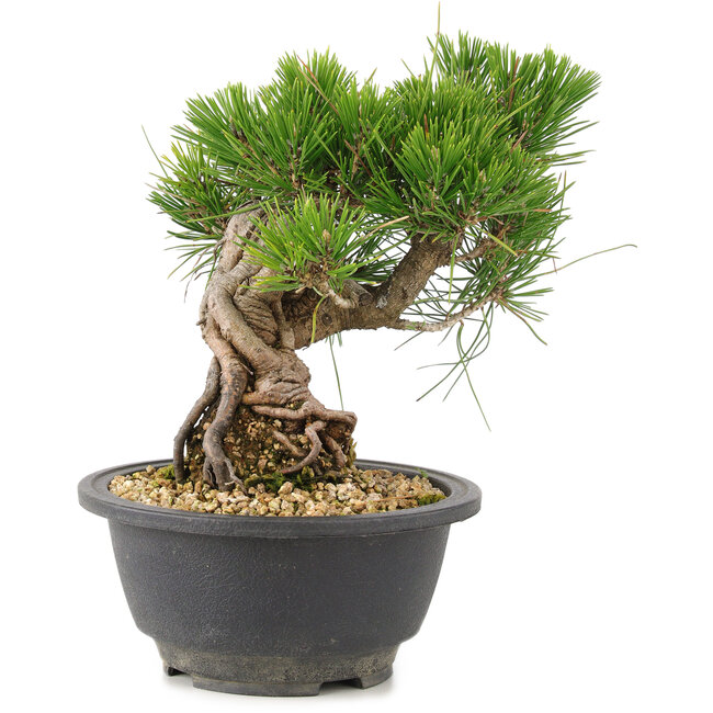 Pinus thunbergii, 18 cm, ± 18 Jahre alt
