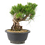 Pinus thunbergii, 18 cm, ± 18 ans