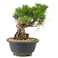 Pinus thunbergii, 18 cm, ± 18 jaar oud