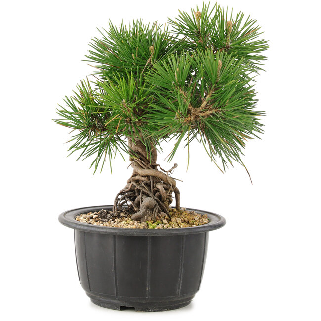 Pinus thunbergii, 19 cm, ± 18 años