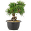 Pinus thunbergii, 19 cm, ± 18 jaar oud