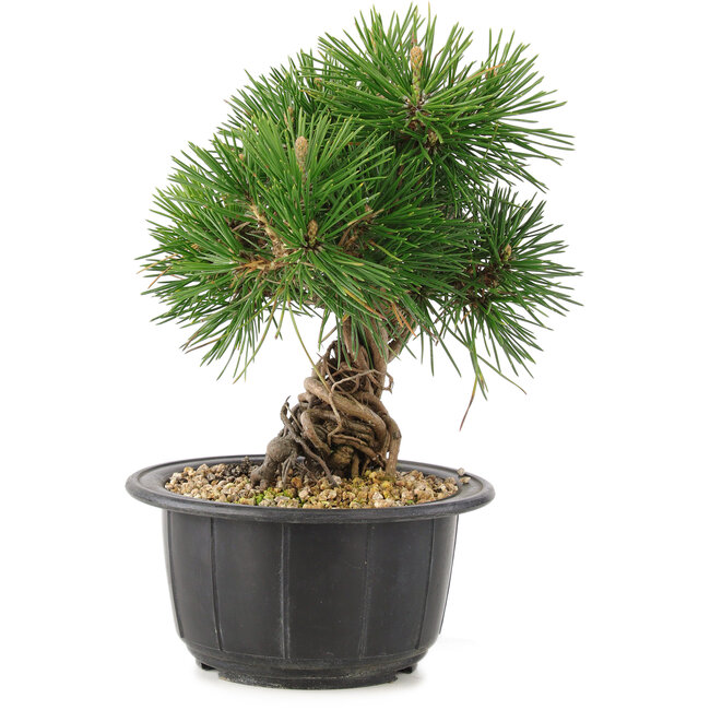 Pinus thunbergii, 19 cm, ± 18 años