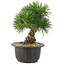 Pinus thunbergii, 19 cm, ± 18 jaar oud