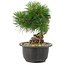 Pinus thunbergii, 19 cm, ± 18 años