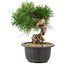 Pinus thunbergii, 19 cm, ± 18 jaar oud
