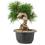 Pinus thunbergii, 19 cm, ± 18 jaar oud