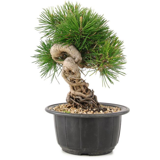 Pinus thunbergii, 19 cm, ± 18 jaar oud