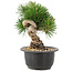 Pinus thunbergii, 19 cm, ± 18 jaar oud