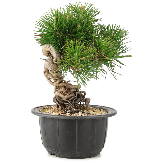 Pinus thunbergii, 19 cm, ± 18 jaar oud
