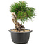 Pinus thunbergii, 19 cm, ± 18 Jahre alt