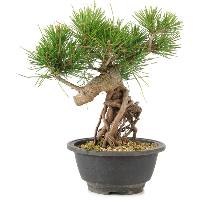 Pinus thunbergii, 23 cm, ± 18 jaar oud