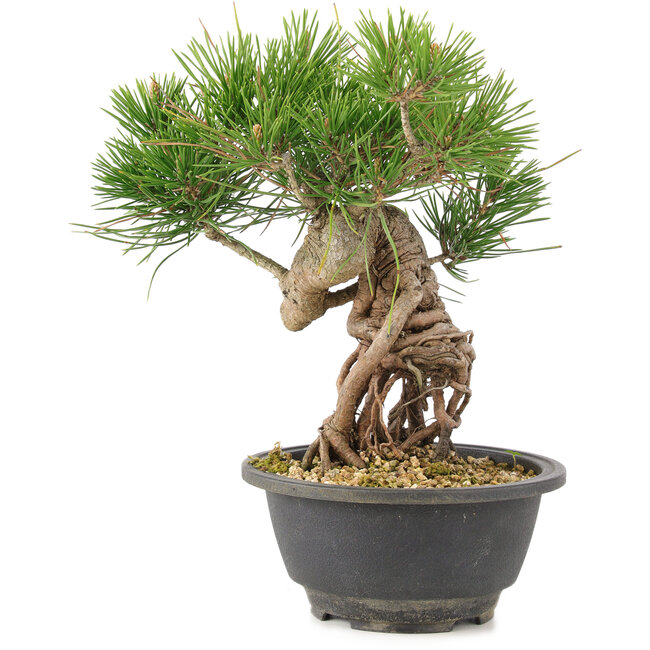 Pinus thunbergii, 23 cm, ± 18 ans