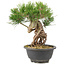 Pinus thunbergii, 23 cm, ± 18 jaar oud