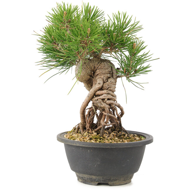 Pinus thunbergii, 23 cm, ± 18 jaar oud