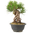 Pinus thunbergii, 23 cm, ± 18 jaar oud