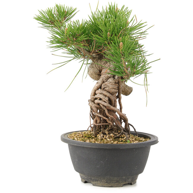 Pinus thunbergii, 23 cm, ± 18 ans