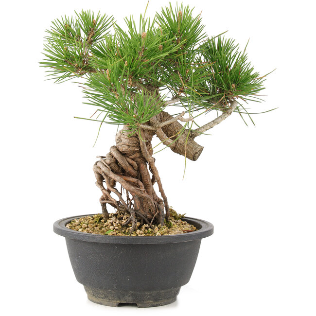 Pinus thunbergii, 23 cm, ± 18 jaar oud