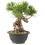 Pinus thunbergii, 23 cm, ± 18 años