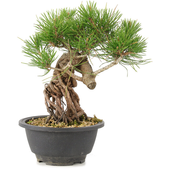 Pinus thunbergii, 23 cm, ± 18 jaar oud