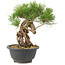 Pinus thunbergii, 23 cm, ± 18 jaar oud