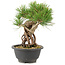 Pinus thunbergii, 23 cm, ± 18 ans