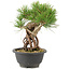 Pinus thunbergii, 23 cm, ± 18 jaar oud