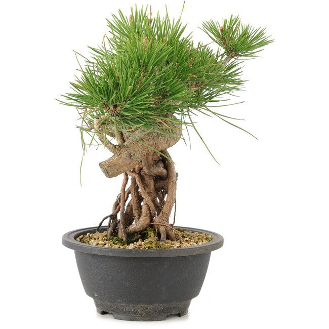 Pinus thunbergii, 23 cm, ± 18 jaar oud