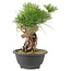 Pinus thunbergii, 23 cm, ± 18 Jahre alt