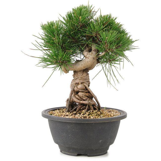 Pinus thunbergii, 20 cm, ± 18 años