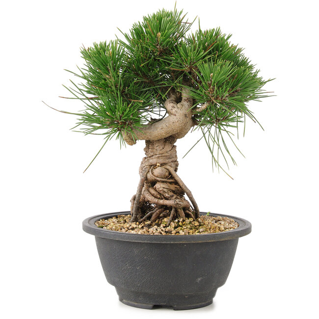 Pinus thunbergii, 20 cm, ± 18 jaar oud