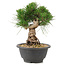 Pinus thunbergii, 20 cm, ± 18 jaar oud