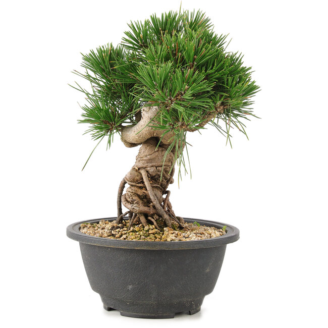 Pinus thunbergii, 20 cm, ± 18 jaar oud