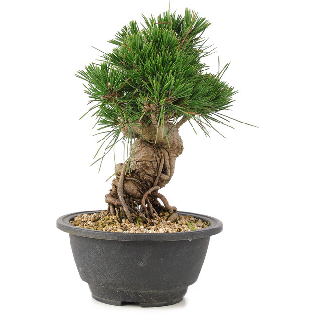 Pinus thunbergii, 20 cm, ± 18 Jahre alt