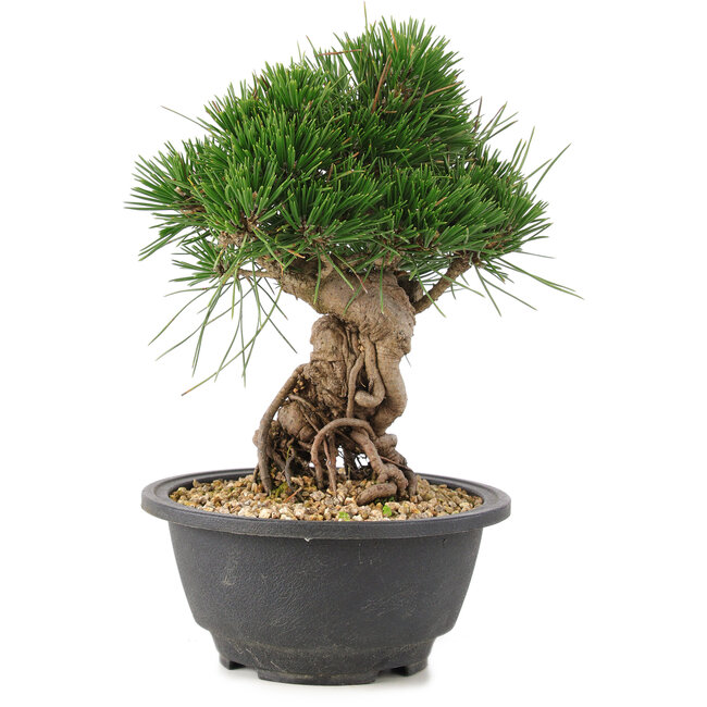 Pinus thunbergii, 20 cm, ± 18 años