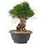 Pinus thunbergii, 20 cm, ± 18 jaar oud