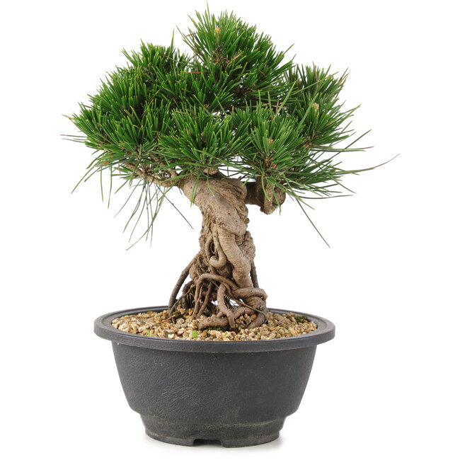 Pinus thunbergii, 20 cm, ± 18 ans