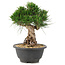 Pinus thunbergii, 20 cm, ± 18 anni