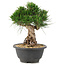 Pinus thunbergii, 20 cm, ± 18 jaar oud