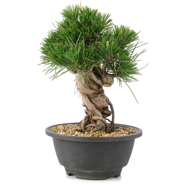 Pinus thunbergii, 20 cm, ± 18 jaar oud