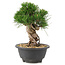 Pinus thunbergii, 20 cm, ± 18 ans