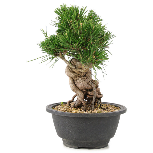 Pinus thunbergii, 20 cm, ± 18 ans