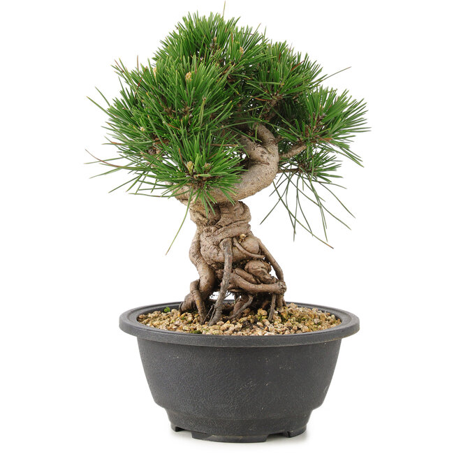 Pinus thunbergii, 20 cm, ± 18 Jahre alt