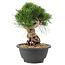 Pinus thunbergii, 20 cm, ± 18 jaar oud