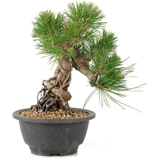 Pinus thunbergii, 21,5 cm, ± 18 años