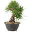 Pinus thunbergii, 21,5 cm, ± 18 Jahre alt