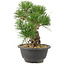 Pinus thunbergii, 21,5 cm, ± 18 años