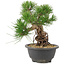 Pinus thunbergii, 21,5 cm, ± 18 jaar oud