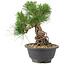 Pinus thunbergii, 21,5 cm, ± 18 años