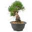Pinus thunbergii, 21,5 cm, ± 18 ans