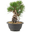 Pinus thunbergii, 21,5 cm, ± 18 ans